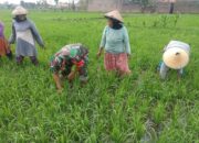 Terjun Langsung ke Sawah, Babinsa Bantu Petani Penyiangan Rumput