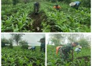 Dukung Ketahanan Pangan Di Wilayah Binaannya, Babinsa Koramil Panggungrejo Terjun Langsung Ke Lapangan