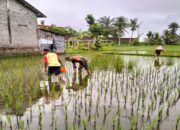 Dukung Ketahanan Pangan, Babinsa Pos Selopuro Bantu Pemupukan Tanaman Padi Di Sawah Milik Warga Binaannya