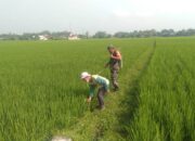 Babinsa Koramil Sutojayan Bantu Penyemprotan Pestisida Pada Tanaman Padi di Sawah Milik Warga Binaannya 2 IMG 20240215 WA0013