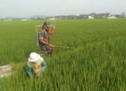 Babinsa Koramil Sutojayan Bantu Penyemprotan Pestisida Pada Tanaman Padi di Sawah Milik Warga Binaannya