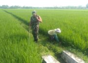 Babinsa Koramil Sutojayan Bantu Penyemprotan Pestisida Pada Tanaman Padi di Sawah Milik Warga Binaannya 3 IMG 20240215 WA0015 1