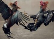 Selama Bulan Ramadhan Festival Sambung Ayam dan Dadu Di Kabupaten Tulungagung Bebas Tanpa Tersentuh Hukum