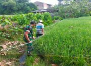 Dukung Ketahanan Pangan, Babinsa Koramil 0808/20 Sananwetan Terjun Langsung Ke Lapangan
