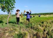 Dukung Ketahanan Pangan, Polisi Kota Kediri Sambangi Petani