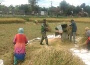 Babinsa Koramil 0808/07 Ponggok Terjun Bantu Panen Padi Warga Binaannya