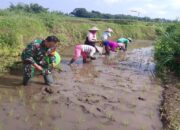 Dukung Program Ketahanan Pangan, Babinsa Koramil 0808/15 Gandusari Bersinergi Dengan Kelompok Tani