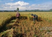Selalu Hadir Di Tengah Masyarakat, Serda Suhartono Bantu Memanen Padi Warga Binaannya 3 IMG 20240506 WA0017