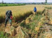 Selalu Hadir Di Tengah Masyarakat, Serda Suhartono Bantu Memanen Padi Warga Binaannya 4 IMG 20240506 WA0018