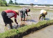 Tingkatkan Sinergitas Dengan Warga Binaannya, Babinsa Koramil 0808/10 Kademangan Bantu Tanam Padi
