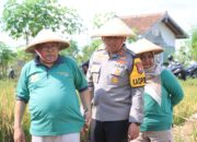 Solidnya Forkopimda Kota Blitar, Gelar Panen Padi Sehat Dan Adat Methik Pari Kota Blitar 2024