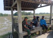 Obrolan Hangat Babinsa Plosokerep dengan Petani 14 IMG 20240711 WA0082