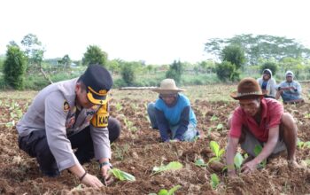 Polres Sumenep Dukung Peningkatan Ekonomi Petani Melalui Kegiatan Menanam Tembakau Bersama Masyarakat 6 IMG 20240712 WA0014