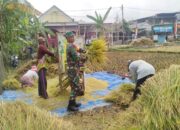 Dukung Hanpangan, Serda Sunarto Terjun Ke Lapangan Bantu Panen Padi Warga Desa Sumberjati