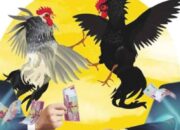 Arena Perjudian Sabung Ayam Kedungpring Lamongan, Menggeliat Terkesan Luput Dari Pantauan