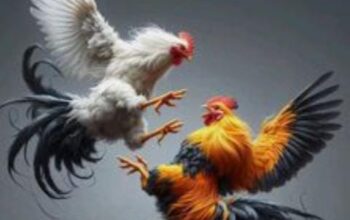 Undangan Sabung Ayam Dawuhan-Lumajang Beredar Lewat Pesan Whatssap.