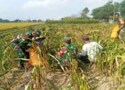 Dukung Ketahanan Pangan, Babinsa Koramil Garum Bantu Panen Jagung Warga Binaannya