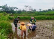 Dukung Program Hanpangan, Serda Nur Hatib Bersinergi Dengan Kelompok Tani