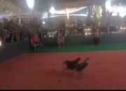 Wilayah Hukum Polsek Kedungwaru Tulungagung, Judi Sabung Ayam Bebas beroprasi, Bandar beking Orang Kuat