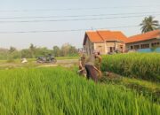 Selalu Dekat Dengan Warganya, Babinsa Desa Selopuro Tingkatkan Hasil Panen Petani