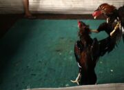 Tulungagung surga para Judi mania, oknum Ormas dan Media Bungkam APH tak berdaya. 17 IMG 20240929 WA0024