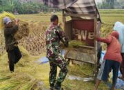 Sukseskan Ketahanan pangan, Babinsa Bantu Petani Panen Padi