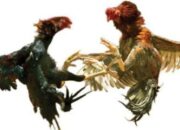 Arena Judi berbagai Jenis di Tulungagung. Nyaris tak tersentuh Media dan APH 13 IMG 20241017 WA0046