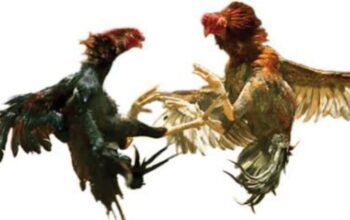 Arena Judi berbagai Jenis di Tulungagung. Nyaris tak tersentuh Media dan APH 4 IMG 20241017 WA0046