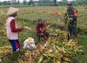 Dongkrak Swasembada Pangan Babinsa Desa Karangsono, Bantu Petani Panen Jagung