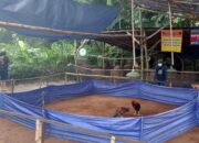 Perjudian Sabung Ayam dan Dadu Melenggang Bebas Di Wilayah Hukum Polres Nganjuk dan Seakan Tidak Jera