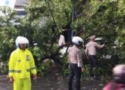 Quick Respon, Satlantas Polres Kediri Bersihkan Pohon Tumbang Yang Menutupi Jalan Raya