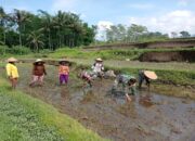 Babinsa Koramil Gandusari Bantu Poktan Barokah Tanam Padi