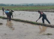 Babinsa Sertu Edi Siswanto Bantu Dan Semangati Petani, Mengolah Lahan Tanam Padi Di Desa Kaligrenjeng