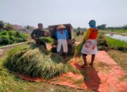 Bantu Panen Padi, Wujud Pendampingan Babinsa Kademangan Mensukseskan Program Swasembada Pangan