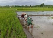 Babinsa Desa Mronjo Turun Langsung Ke Sawah Bantu Petani Siapkan Lahan Tanam Padi