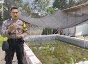 Polsek Lengkong Wujudkan Ketahanan Pangan dengan Kolam Belut dan Mina Padi