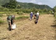 Babinsa Desa Darungan Bersama Poktan Tani Makmur Tanam Jagung di Lahan LMDH Wonoyoso