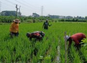 Maksimalkan Pertumbuhan Tanaman Padi, Babinsa Kelurahan Tanjungsari Bantu Petani Bersihkan Gulma