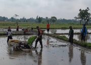 Upaya Dukung Ketahanan Pangan Wilayah, Babinsa Desa Kerjen Bantu Petani Tanam Padi