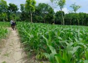Polres Nganjuk Optimis Hasil Panen Jagung di Ngluyu dan Bagor Akan Memuaskan