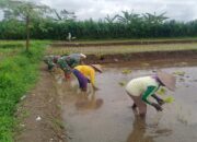 Musim Tanam Telah Tiba, Babinsa Sukosewu Aktif Bantu Petani Tanam Padi 11 Musim Tanam Telah Tiba, Babinsa Sukosewu Aktif Bantu Petani Tanam Padi
