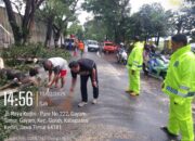 Gerak Cepat, Polisi Bantu Evakuasi Pohon Tumbang di Pinggir Jalan Raya Gurah