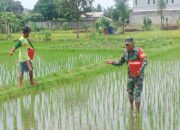 Target Swasembada Pangan, Babinsa Sananwetan Turun Langsung Ke Sawah Bantu Petani Pupuk Tanaman Padi