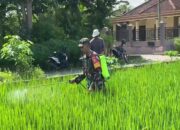 Pendampingan Babinsa Wonotirto, Bantu Petani Penyemprotan Pestisida Kendalikan Hama Padi