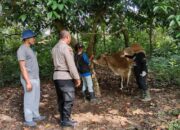 Polsek Ringinrejo Kawal Vaksinasi PMK di Desa Deyeng