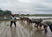 Target Swasembada Pangan, Pabung 0808/Blitar Dampingi Poktan Tani Alam Maksimalkan Tanam Padi di Wilayah Sutojayan