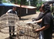 Polres Nganjuk Bongkar Arena Sabung Ayam di Ngronggot
