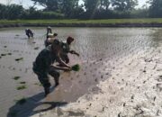 Dorong Percepatan Luas Tambah Tanam, Babinsa Rembang Turun Ke Sawah Bantu Petani