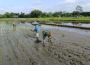 Sukseskan Program Ketahanan Pangan, Babinsa Mandesan Terjun Langsung Bantu Petani Tanam Padi