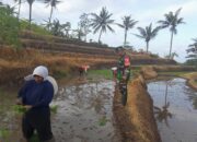 Fokus Penambahan Luas Tanam, Babinsa Desa Sumber Urip Konsisten Dampingi Tanam Padi